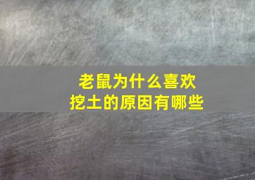 老鼠为什么喜欢挖土的原因有哪些