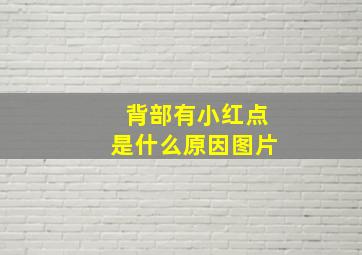 背部有小红点是什么原因图片