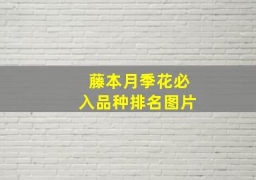 藤本月季花必入品种排名图片