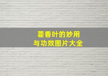 藿香叶的妙用与功效图片大全