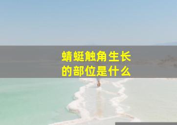 蜻蜓触角生长的部位是什么