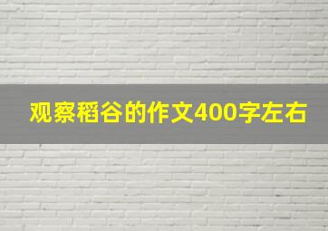 观察稻谷的作文400字左右