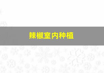 辣椒室内种植