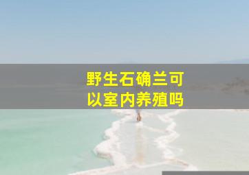 野生石确兰可以室内养殖吗