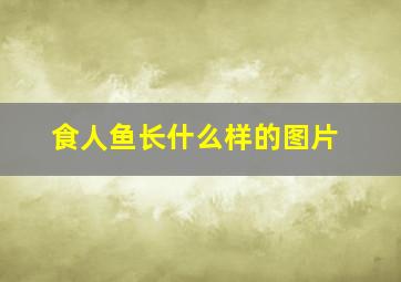 食人鱼长什么样的图片