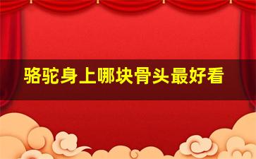 骆驼身上哪块骨头最好看