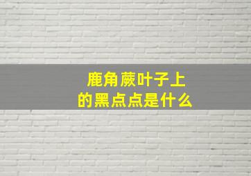 鹿角蕨叶子上的黑点点是什么