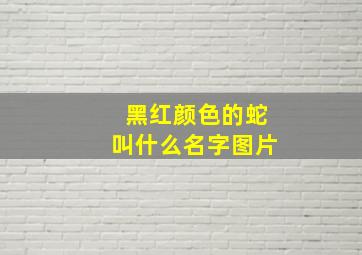 黑红颜色的蛇叫什么名字图片